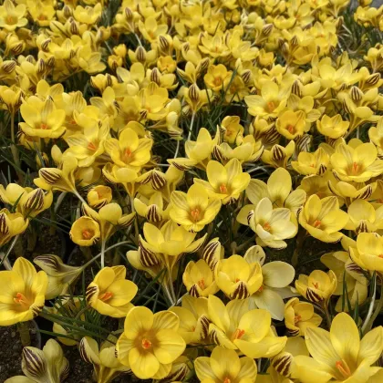 Krókus Gipsy Girl - Crocus chryzanthus - hľuzy krókusu - 3 ks