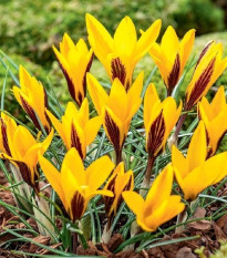 Krókus širokolistý - Crocus angustifolius - hľuzy krókusu - 3 ks