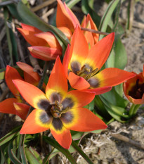 Tulipán Little Princess - Tulipa humilis - cibuľa tulipánu - 3 ks