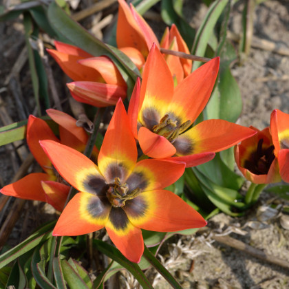 Tulipán Little Princess - Tulipa humilis - cibuľa tulipánu - 3 ks