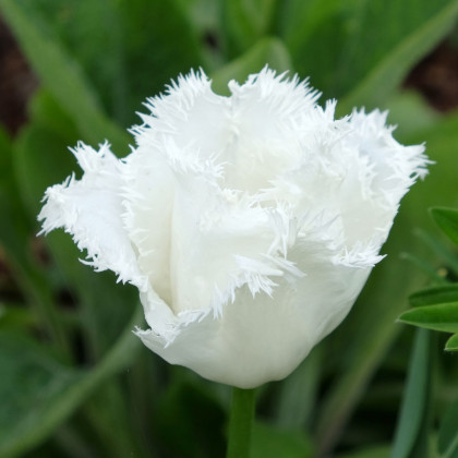 Tulipán Honeymoon - Tulipa - cibuľa tulipánu - 3 ks