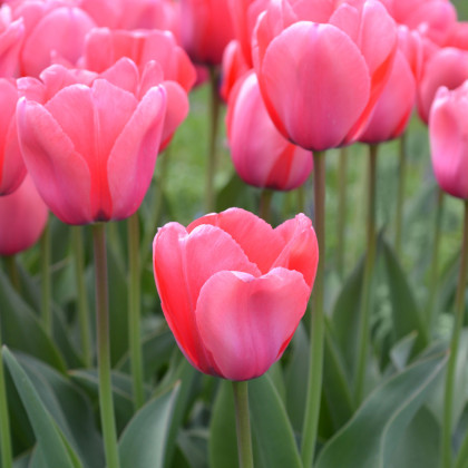 Tulipán Pink Impression - Tulipa - cibuľa tulipánu - 3 ks