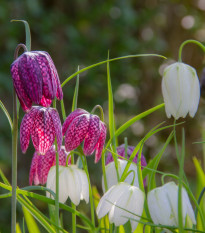 Korunkovka strakatá - Fritillaria meleagris - cibuľoviny - 3 ks