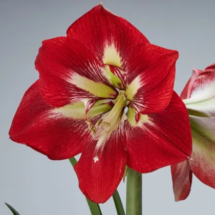 Zornica Barbados - Hippeastrum - cibuľa zornica - 1 ks