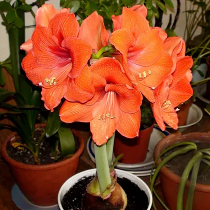 Zornica Orange Souvereign - Hippeastrum - cibuľa zornice - 1ks