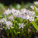 Scila ružová - Scilla bifolia rosea - cibuľa scily - 3 ks