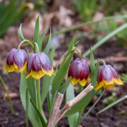 Korunkovka Michailovskyi - Fritillaria michailovskyi - cibuľa korunkovky - 3 ks