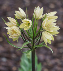 Korunkovka Raddeana - Fritillaria raddeana - cibuľa korunkovky - 1 ks