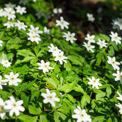 Sasanka hájna - Anemone nemorosa - hľuzy sasanky - 2 ks