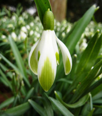 Snežienka viridi-apice - Galanthus nivalis- cibuľa snežienky - 3 ks