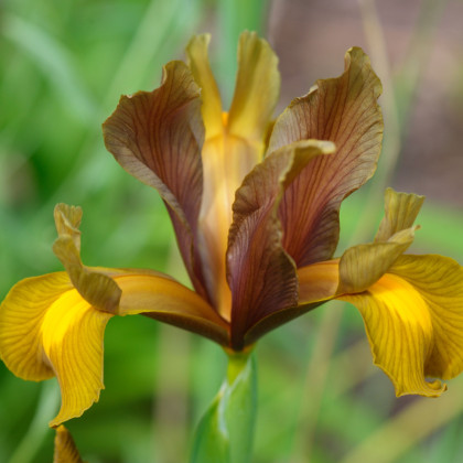 Kosatec Autumn Princess - Iris hollandica - cibuľky kosatca - 3 ks