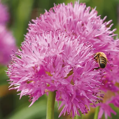 Cesnak Carolinianum - Allium - cibuľa okrasného cesnaku - 3 ks