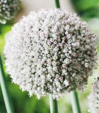 Cesnak white Cloud - Allium - cibuľa okrasného cesnaku - 3 ks