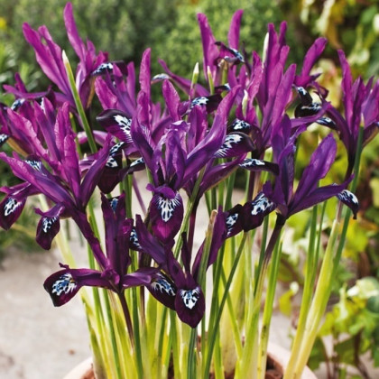 Kosatec sieťkovaný Pauline - Iris reticulata - cibuľky kosatca - 3 ks