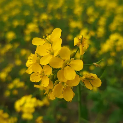 BIO Horčica čierna - Brassica nigra - bio semená horčica - 60 ks