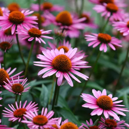 BIO Strapatkovka purpurová - Echinacea purpurea - bio semená strapatkovky - 15 ks