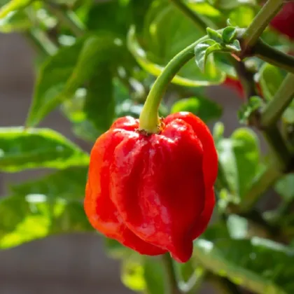 Chilli 7 Pot Douglah Red - Capsicum chinense - semena - 7 ks