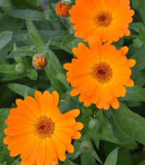 Nechtík lekársky Orange Daisy - Calendula officinalis - semená nechtíka - 60 ks