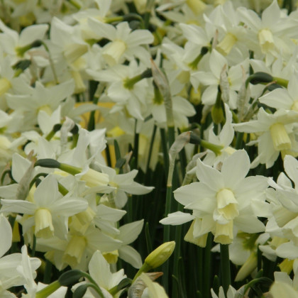 Narcis Toto - Narcissus - cibuľoviny - 3 ks