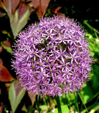 Okrasný cesnak Christophii - Allium Christophii - cibuľoviny - 2 ks