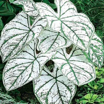 Kaládium Candidum Sr - Caladium bicolor - hľuzy kaládia - 1 ks