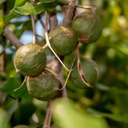 Makadámia - Macademia integrifolia - semená makadámie - 2 ks