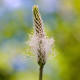 BIO Skorocel kopijovitý - Plantago lanceolata - bio semená skorocelu - 80 ks