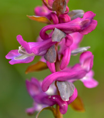 Chochlačka dutá - Corydalis cava - hľuzy chochlačky - 3 ks