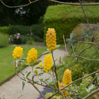 Striebrocist Batanderov Pineapple Broom - Argyrocytisus battandieri - semená striebrocistu - 6 ks