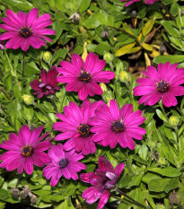 Africká sedmokráska Purple - Osteospermum ecklonis - semená sedmokrásky - 6 ks