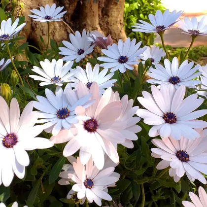 Africká sedmokráska White - Osteospermum ecklonis - semená lúče - 6 ks