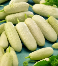 BIO uhorka poľná White Wonder - Cucumis sativus - bio semená uhorky - 10 ks