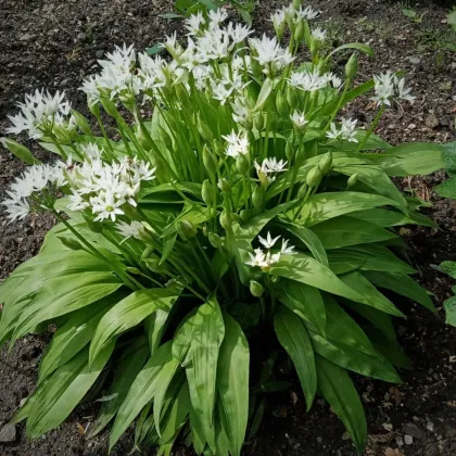 Cesnak medvedí - Allium ursinum - semená cesnaka - 7 ks