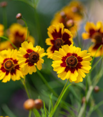 BIO Krásnoočko farebné - Coreopsis tinctoria - semená krásnoočka - 50 ks