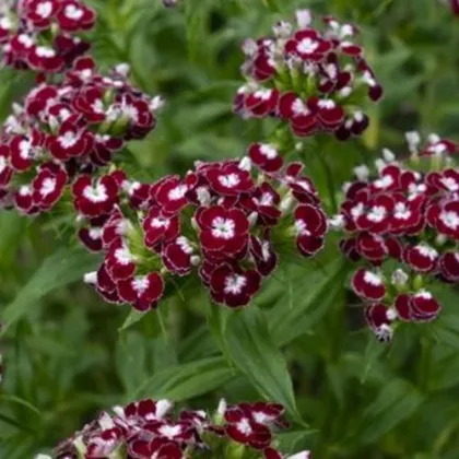 BIO Klinček bradatý Sweet William Chris - Dianthus barbatus - bio semená klinčeka - 18 ks