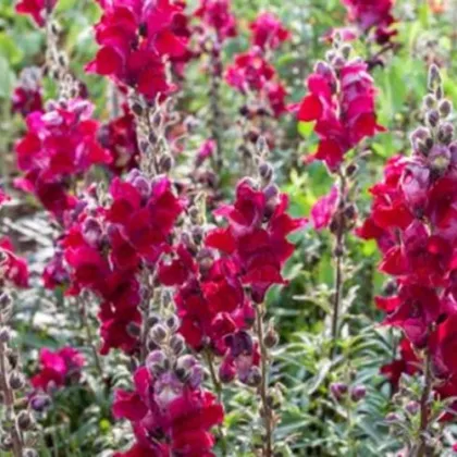 BIO Papuľka väčšia Black Prince - Antirrhinum majus - bio semená papuľky - 20 ks