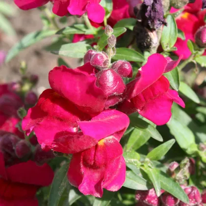 BIO Papuľka väčšia Black Prince - Antirrhinum majus - bio semená papuľky - 20 ks