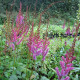 Astilba čínska fialová - Astilbe chinensis - semená astilby - 10 ks