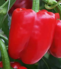 Paprika Beluga Red F1 - Capsicum annuum - semená papriky - 5 ks