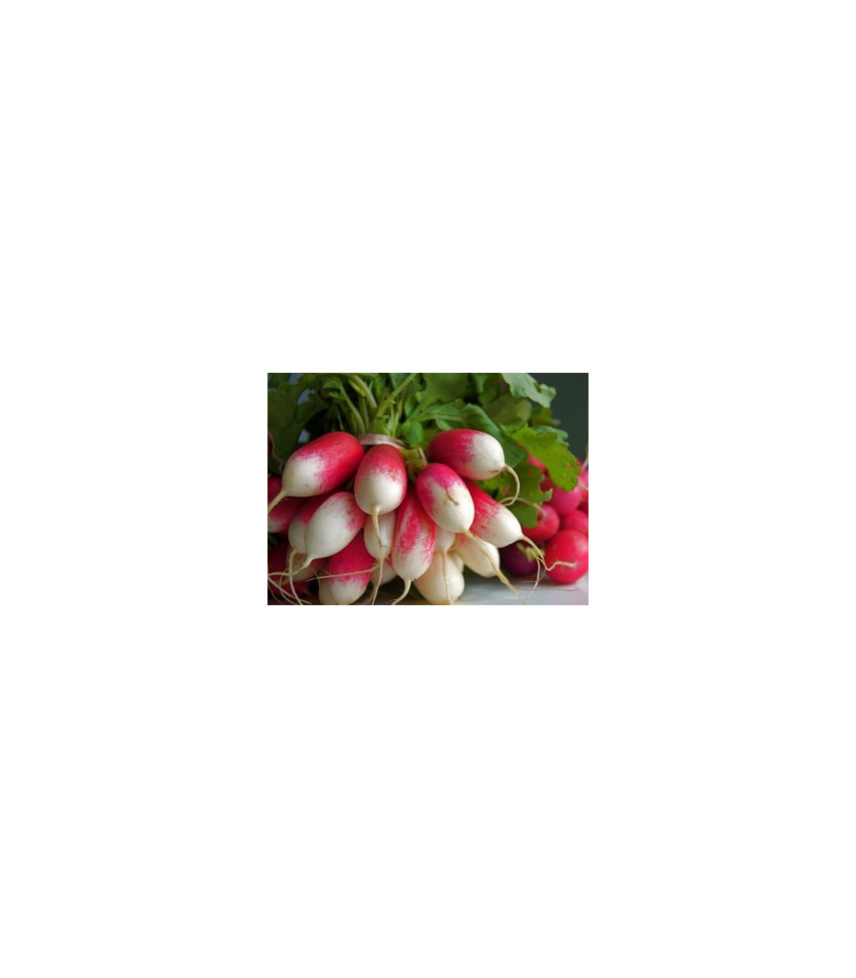 BIO Reďkev francúzska červenobiela - semená reďkovky - 0,3 g