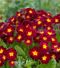 Prvosienka Inara F1 Late Red - Primula elatior - semená prvosienky - 20 ks