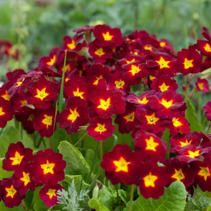 Prvosienka Inara F1 Late Red - Primula elatior - semená prvosienky - 20 ks