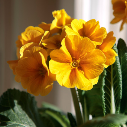 Prvosienka Inara F1 Gold - Primula elatior - semená prvosienky - 20 ks ​