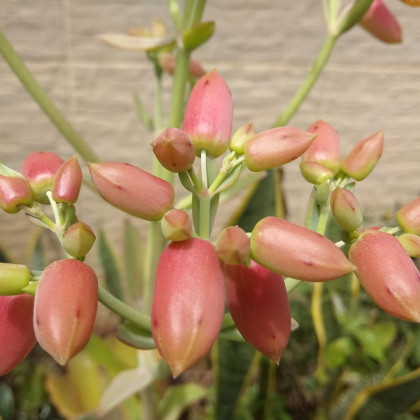 Kalanchoe laxiflora - Kalanchoe - semená kolopejky - 20 ks