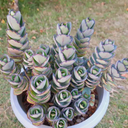 Kalanchoe laxiflora - Kalanchoe - semená kolopejky - 30 ks