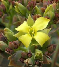 Kalanchoe grandiflora - Kalanchoe - semená kolopejky - 20 ks