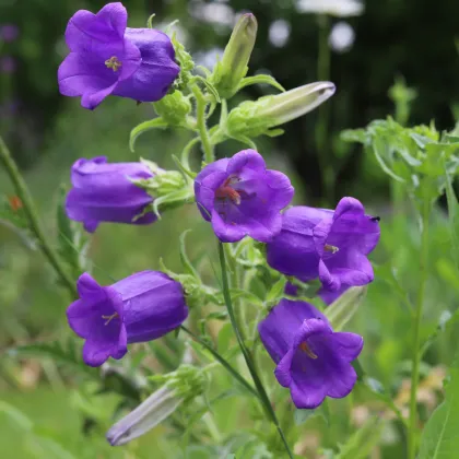 Zvonček záhradný Champion F1 Blue - Campanula medium - semená zvončeka - 15 ks