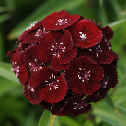 Klinček bradatý Sweet Black Cherry F1 - Dianthus barbatus - semená klinčeka - 20 ks