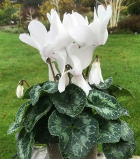 Cyklamén perzský Halios Pure White F1 - Cyclamen persicum - semená cyklámen - 6 ks