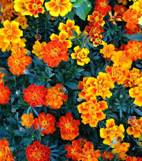 Aksamietnica jednoduchá zmes - Tagetes patula - semená Aksamietnica - 0,3 g